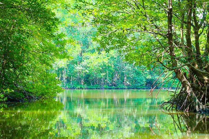 Can Gio Mangrove Forest 1 day tour - Key things I’d circle before you go