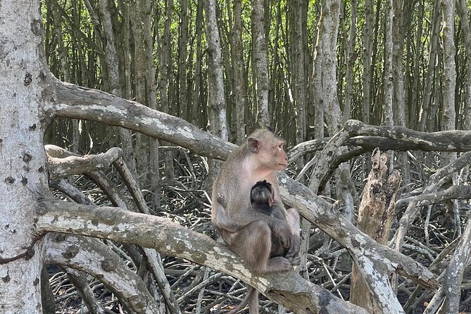 Can Gio Mangroves - Monkey Island by Motorbike and Scooter - Monkey Island: why the monkeys come with history