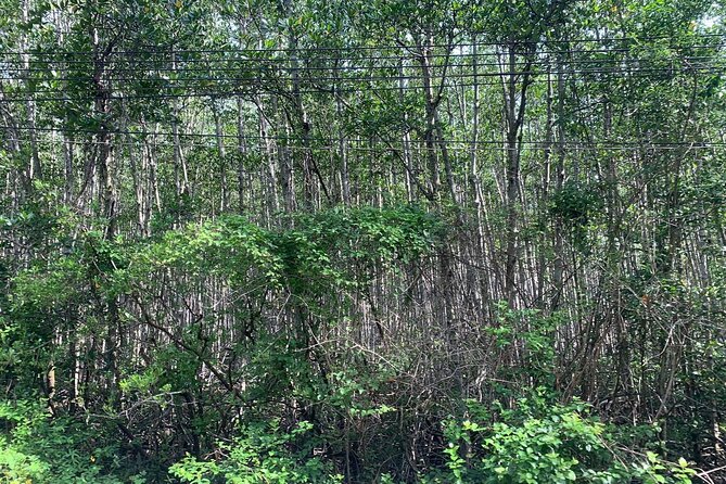 Can Gio Mangroves - Monkey Island by Motorbike and Scooter - Price and value: is $65 worth your day?