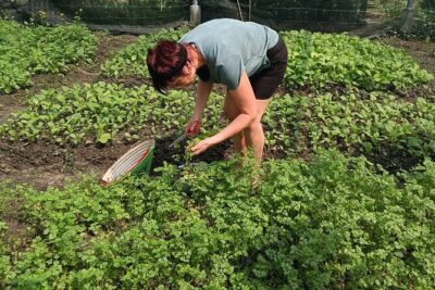 Exploring organic farm & Vietnamese Culinary with Master chef - Organic farm first: harvesting ingredients you can actually taste