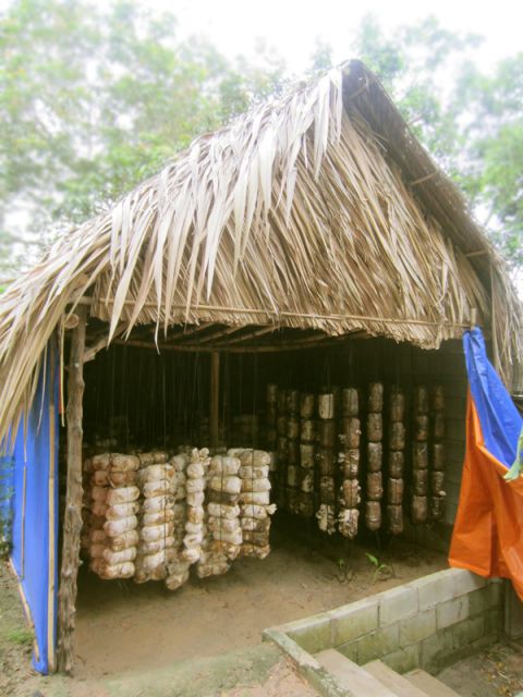 Farm-To-Table Healthy Cooking Class: Half-Day Tour - Mushroom house and rice cultivation: farm skills behind the ingredients