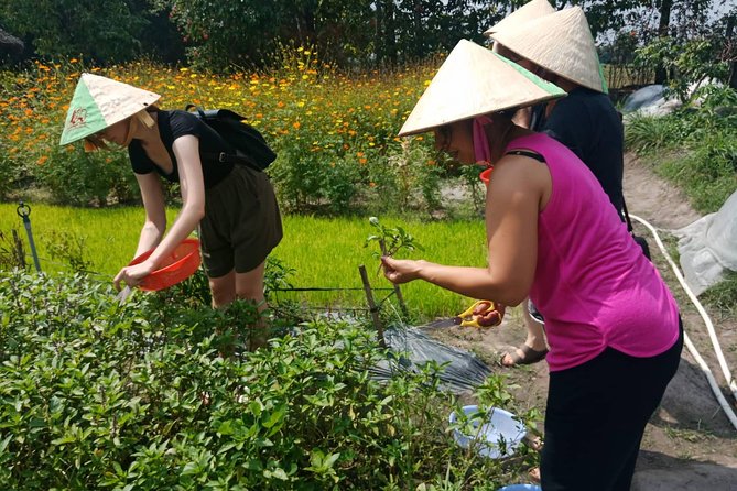 Farm-To-Table Healthy Cooking Class in Ho Chi Minh City - Timing and sessions: morning, afternoon, or evening