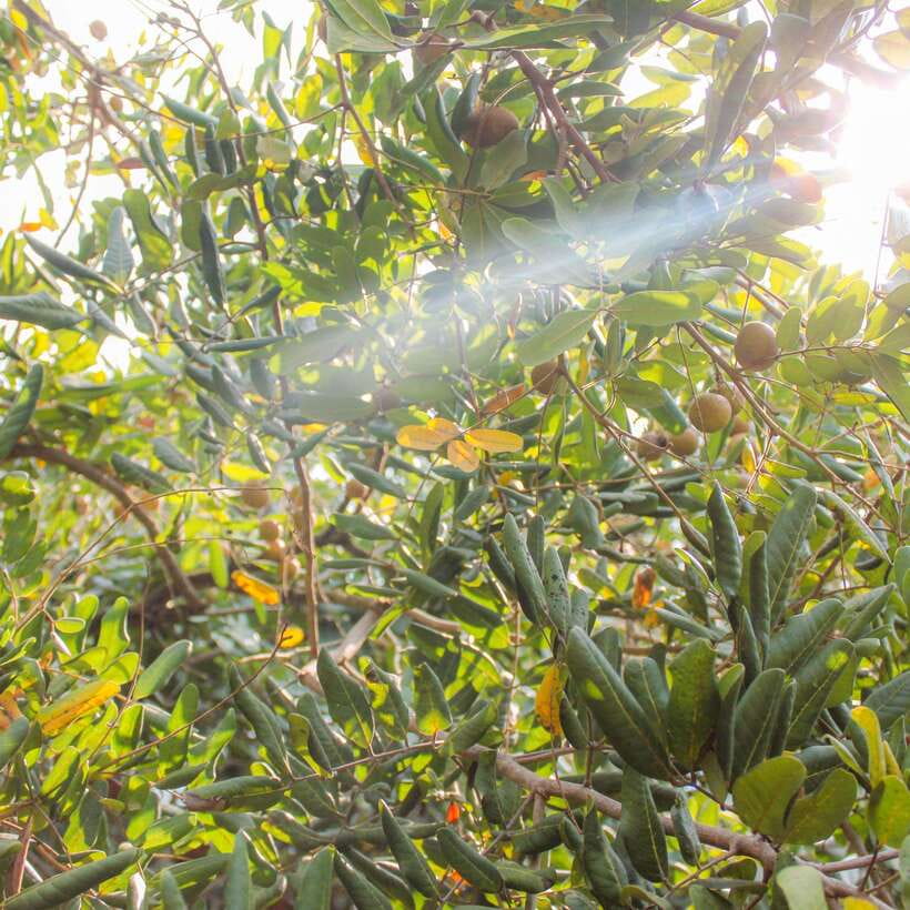 From Ho Chi Minh: Mekong Delta Small Group Day Trip - Orchard-garden lunch: the meal feels like part of the trip