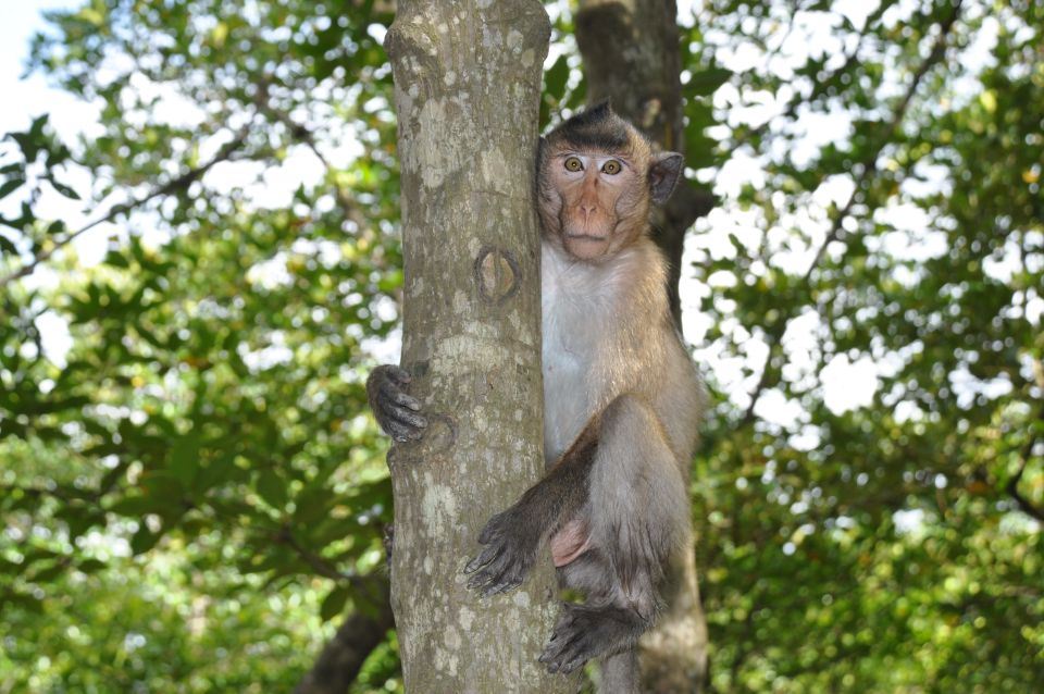 HCM:Can Gio Mangrove Forest Tour-Monkey Island - Lunch at a local restaurant, plus downtime that actually helps