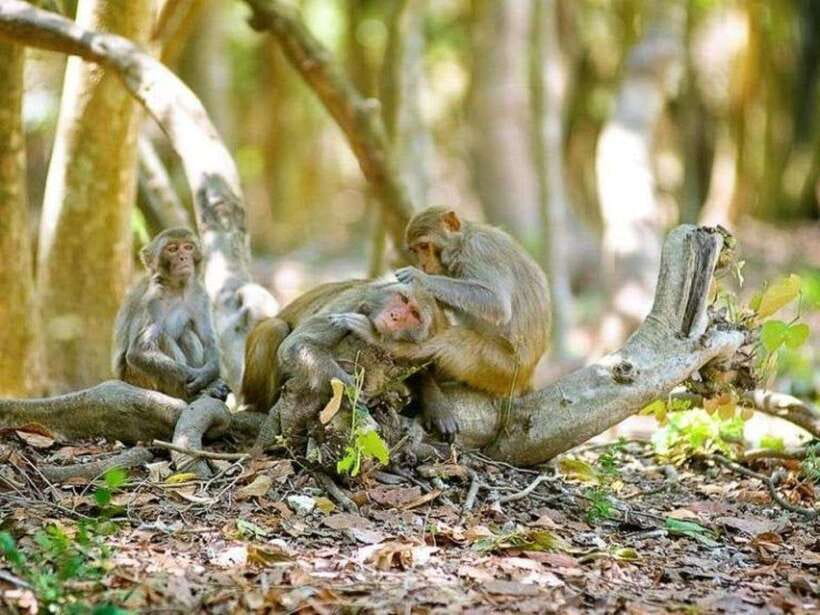Ho Chi Minh: Can Gio Mangrove and Monkey Island - Can Gio fish market: real local rhythm, not just staged shopping