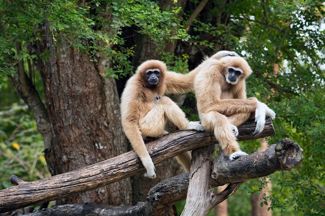 Private Tour: Cu Chi Tunnels and Cao Dai Temple - Key highlights worth your attention