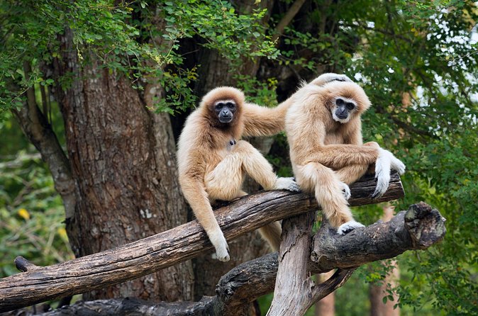 Private Tour: Cu Chi Tunnels and Cao Dai Temple - Wildlife rescue stop changes: what to expect when the plan shifts